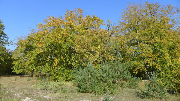 Photo du bois des Vuides Granges. Photo : Stphanie Gairard.