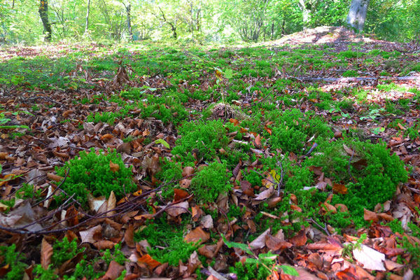 Photo du bois des Vuides Granges. Photo : Stphanie Gairard.