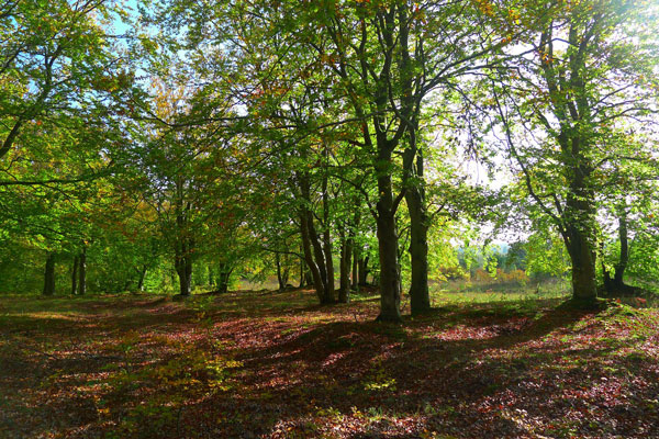 Photo du bois des Vuides Granges. Photo : Stphanie Gairard.