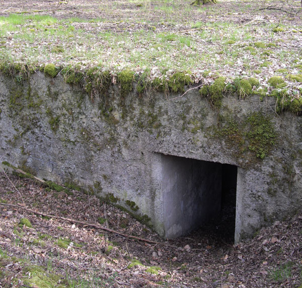Photo du bois des Vuides Granges. Photo : Stphanie Gairard.